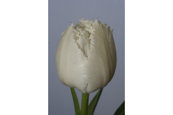 SWAN WINGS